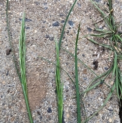 Vulpia bromoides (Squirrel-tail Fescue, Hair Grass) at Belconnen, ACT - 4 Oct 2024 by JohnGiacon