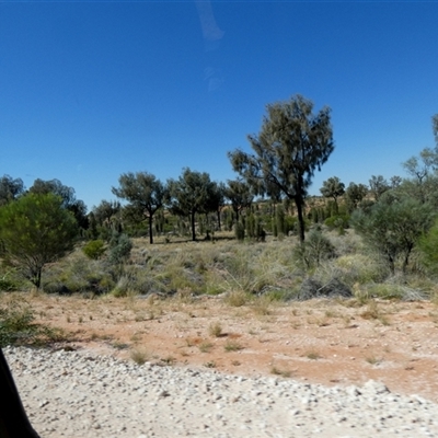 Allocasuarina decaisneana (Desert Oak) at Gibson Desert North, WA - 28 Aug 2024 by Paul4K