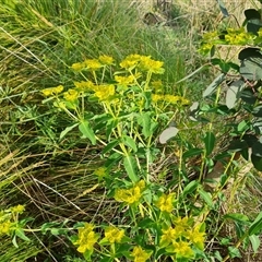 Euphorbia oblongata (Egg-leaf Spurge) at O'Malley, ACT - 5 Oct 2024 by Mike