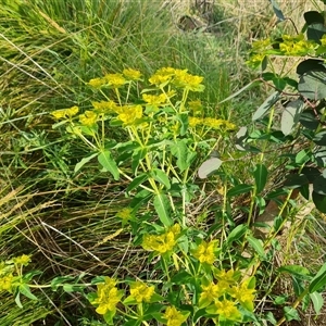 Euphorbia oblongata at O'Malley, ACT - 5 Oct 2024 04:29 PM