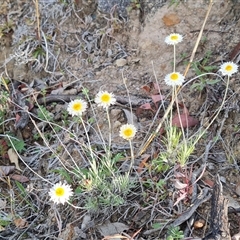 Leucochrysum albicans subsp. tricolor (Hoary Sunray) at O'Malley, ACT - 5 Oct 2024 by Mike