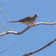 Geopelia cuneata (Diamond Dove) at Gibson Desert North, WA - 28 Aug 2024 by Paul4K