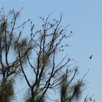 Melopsittacus undulatus (Budgerigar) at Gibson Desert North, WA - 28 Aug 2024 by Paul4K