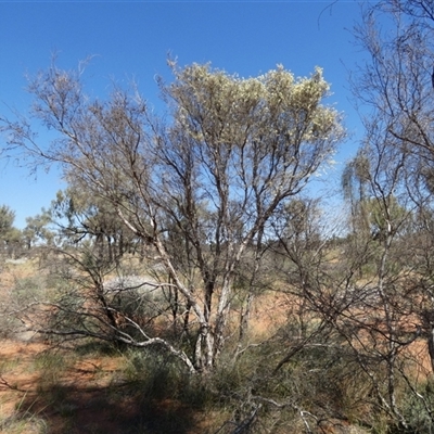 Unverified Other Shrub at Gibson Desert North, WA - 28 Aug 2024 by Paul4K