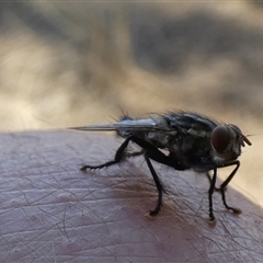 Sarcophagidae (family) (Unidentified flesh fly) at Gibson Desert North, WA - 28 Aug 2024 by Paul4K