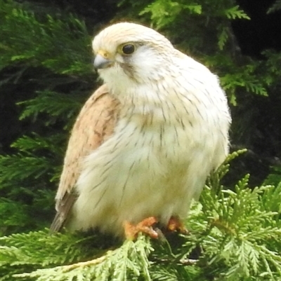 Falco cenchroides (Nankeen Kestrel) at Burrawang, NSW - 5 Oct 2024 by GlossyGal