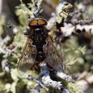 Dasybasis sp. (genus) at Throsby, ACT - 28 Sep 2024