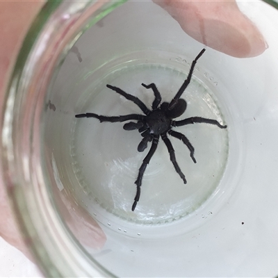 Arbanitis sp. (genus) (An armoured trapdoor spider) at Penrose, NSW - 5 Oct 2024 by Aussiegall