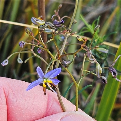 Dianella revoluta var. revoluta (Black-Anther Flax Lily) at Hawker, ACT - 5 Oct 2024 by sangio7