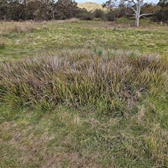 Dianella revoluta var. revoluta (Black-Anther Flax Lily) at Hawker, ACT - 5 Oct 2024 by sangio7