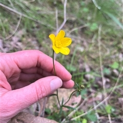 Ranunculus lappaceus (Australian Buttercup) at Burrinjuck, NSW - 21 Sep 2024 by sduus