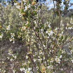 Brachyloma daphnoides (Daphne Heath) at Torrens, ACT - 5 Oct 2024 by sduus