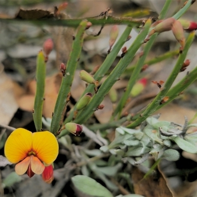 Bossiaea riparia at Peak View, NSW - 5 Oct 2024 by Csteele4