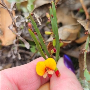 Bossiaea riparia at Peak View, NSW - suppressed