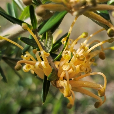 Grevillea juniperina subsp. villosa at Jerangle, NSW - 5 Oct 2024 by Csteele4