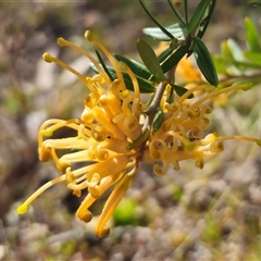 Grevillea juniperina subsp. villosa at Jerangle, NSW - suppressed