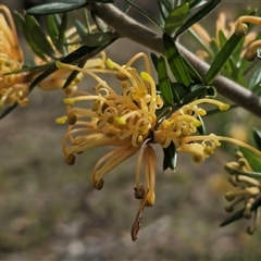Grevillea juniperina subsp. villosa at Jerangle, NSW - suppressed