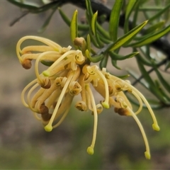 Grevillea juniperina subsp. villosa at Jerangle, NSW - suppressed
