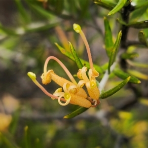 Grevillea juniperina subsp. villosa at Jerangle, NSW - suppressed