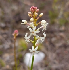 Stackhousia monogyna (Creamy Candles) at Jerangle, NSW - 5 Oct 2024 by Csteele4