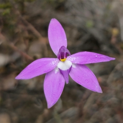 Glossodia major (Wax Lip Orchid) at Jerangle, NSW - 5 Oct 2024 by Csteele4