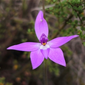 Glossodia major at Jerangle, NSW - 5 Oct 2024