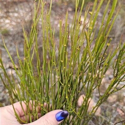 Omphacomeria acerba (Leafless Sour-bush) at Jerangle, NSW - 5 Oct 2024 by Csteele4