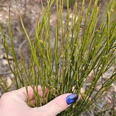 Omphacomeria acerba at Jerangle, NSW - suppressed