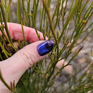 Omphacomeria acerba at Jerangle, NSW - suppressed