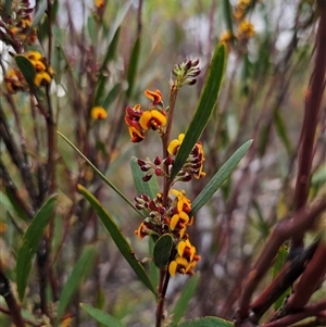 Daviesia suaveolens at Jerangle, NSW - suppressed