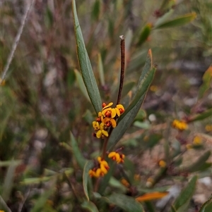 Daviesia suaveolens at Jerangle, NSW - suppressed