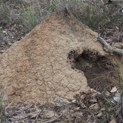 Nasutitermes exitiosus (Snouted termite, Gluegun termite) at Carwoola, NSW - 4 Oct 2024 by JodieR