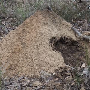 Nasutitermes exitiosus at Carwoola, NSW - suppressed