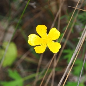 Ranunculus sp. at Carwoola, NSW - 4 Oct 2024 11:38 AM