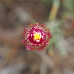 Leucochrysum albicans subsp. tricolor (Hoary Sunray) at Carwoola, NSW - 4 Oct 2024 by JodieR