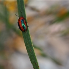 Calomela curtisi (Acacia leaf beetle) at Carwoola, NSW - 4 Oct 2024 by JodieR