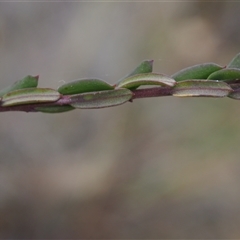 Comesperma ericinum at Carwoola, NSW - 4 Oct 2024 11:28 AM