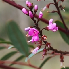 Indigofera australis subsp. australis (Australian Indigo) at Carwoola, NSW - 4 Oct 2024 by JodieR