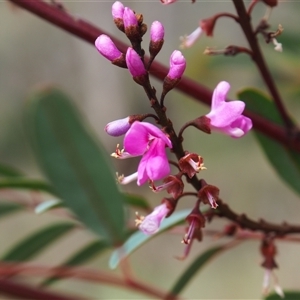 Indigofera australis subsp. australis at Carwoola, NSW - 4 Oct 2024