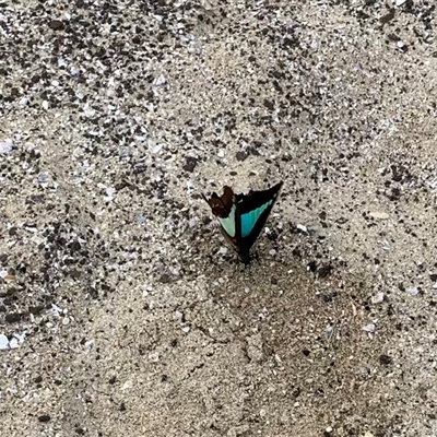 Graphium choredon (Blue Triangle) at Broulee, NSW - 5 Oct 2024 by ssflor