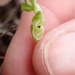 Hymenochilus cycnocephalus (Swan greenhood) at Bungendore, NSW - 5 Oct 2024 by clarehoneydove