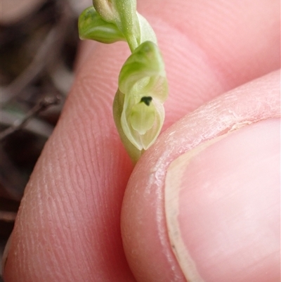 Hymenochilus cycnocephalus (Swan greenhood) at Bungendore, NSW - 5 Oct 2024 by clarehoneydove