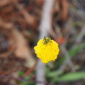 Caedicia simplex at Carwoola, NSW - 4 Oct 2024