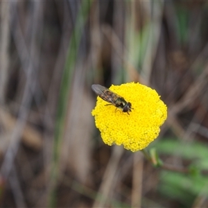 Simosyrphus grandicornis at Carwoola, NSW - 4 Oct 2024