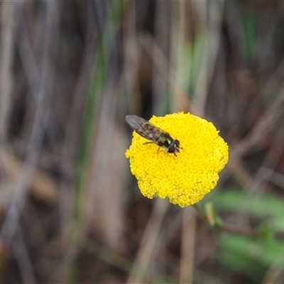 Simosyrphus grandicornis (Common hover fly) at Carwoola, NSW - 4 Oct 2024 by JodieR