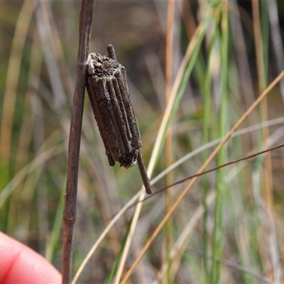 Clania ignobilis (Faggot Case Moth) at Carwoola, NSW - 4 Oct 2024 by JodieR