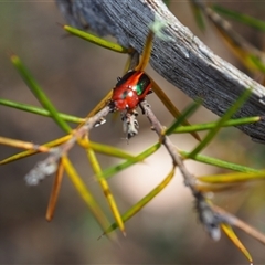 Calomela curtisi (Acacia leaf beetle) at Carwoola, NSW - 4 Oct 2024 by JodieR