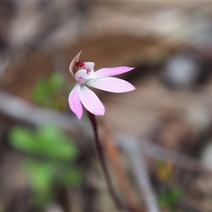 Caladenia fuscata at Carwoola, NSW - 4 Oct 2024