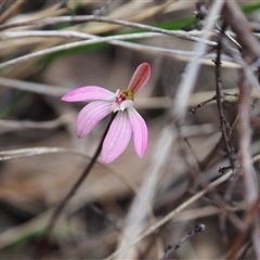 Caladenia fuscata at Carwoola, NSW - 4 Oct 2024