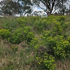 Euphorbia oblongata (Egg-leaf Spurge) at Fyshwick, ACT - 5 Oct 2024 by Jiggy